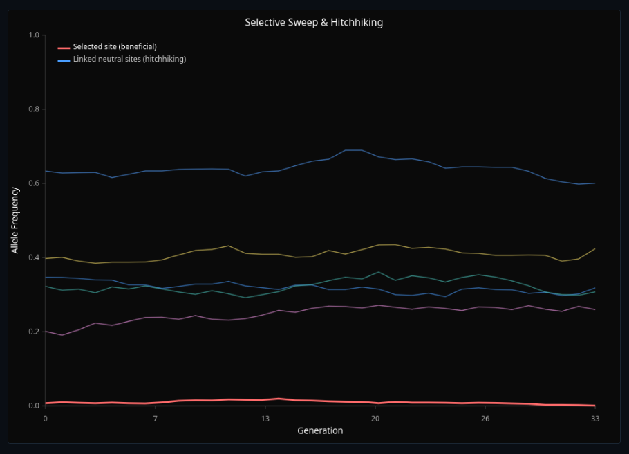 Selective Sweeps & Genetic Hitchhiking