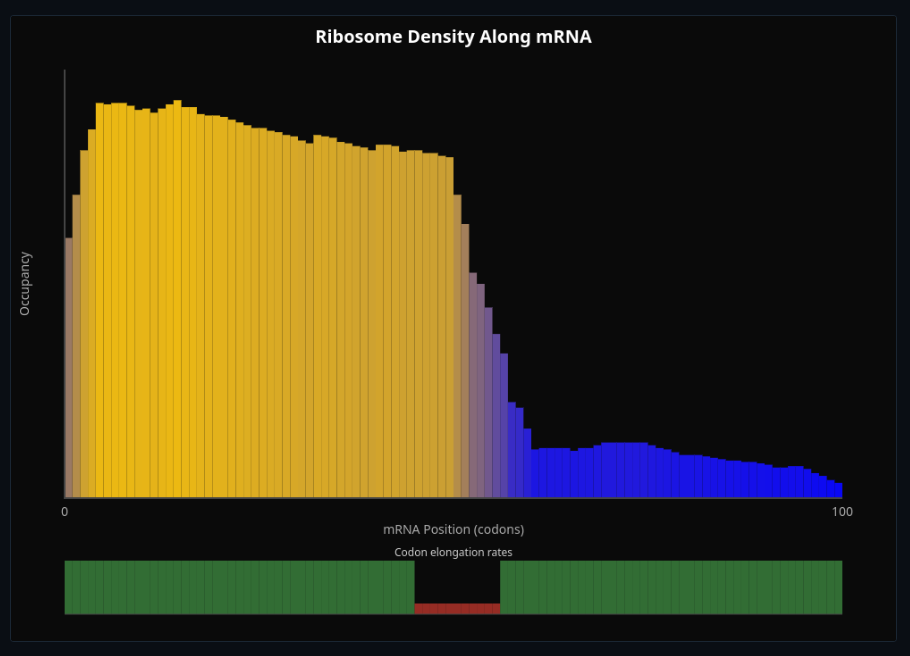 Ribosome Traffic & Translation